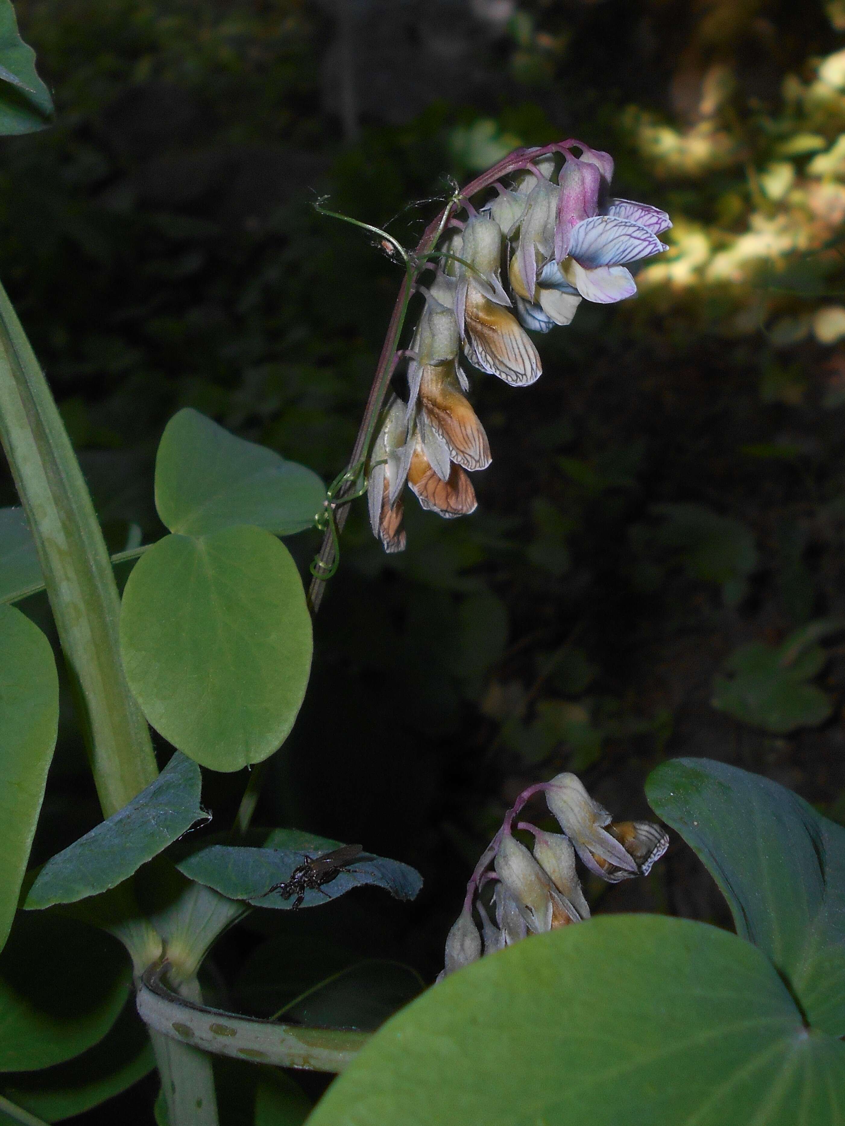 Image of Lathyrus pisiformis L.