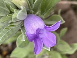 صورة Eremophila hygrophana Chinnock