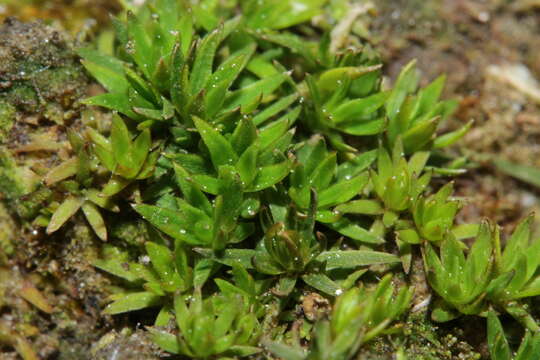 Image of Pogonatum nanum Palisot de Beauvois 1805