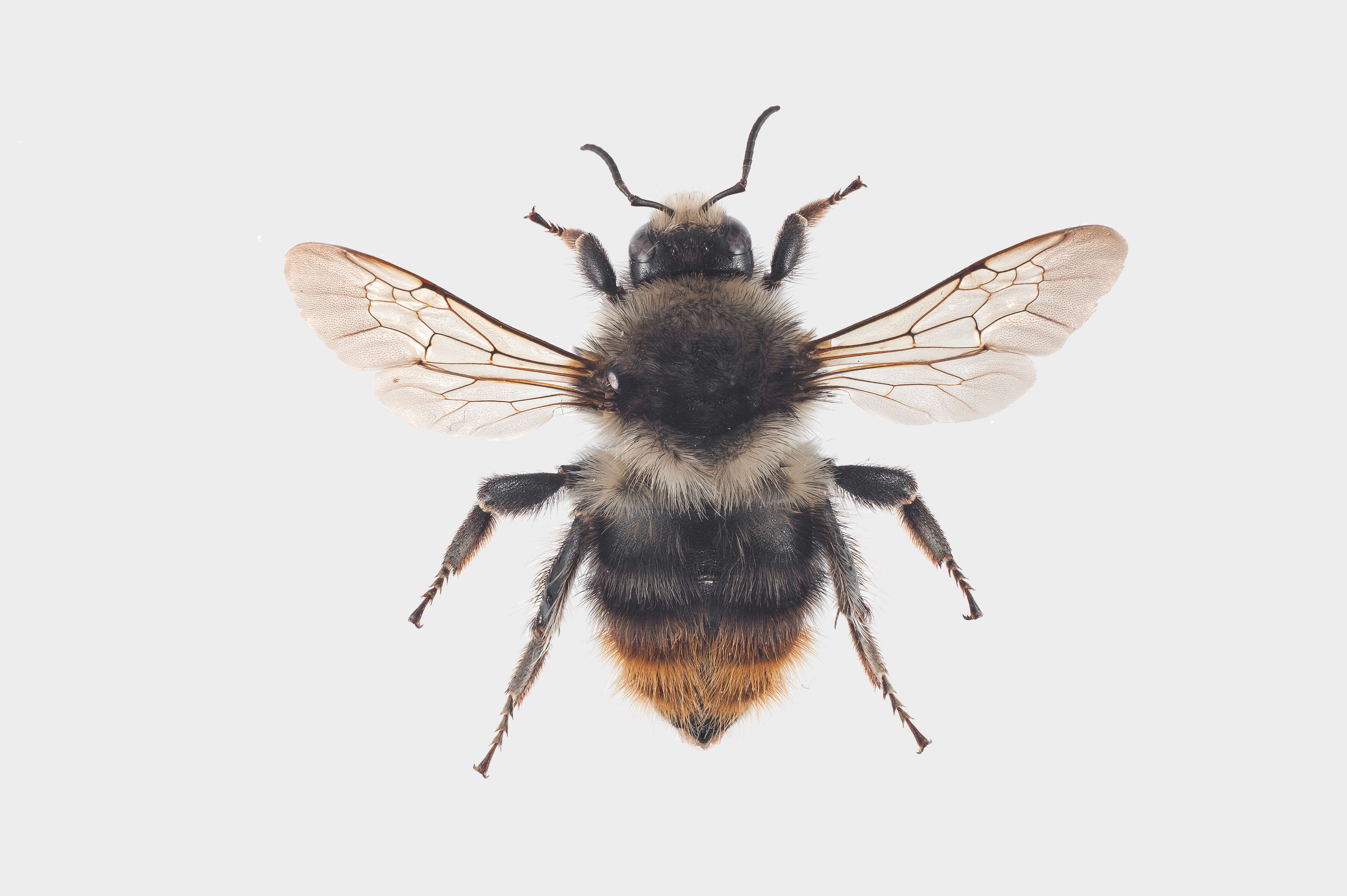 Image of Shrill carder bee