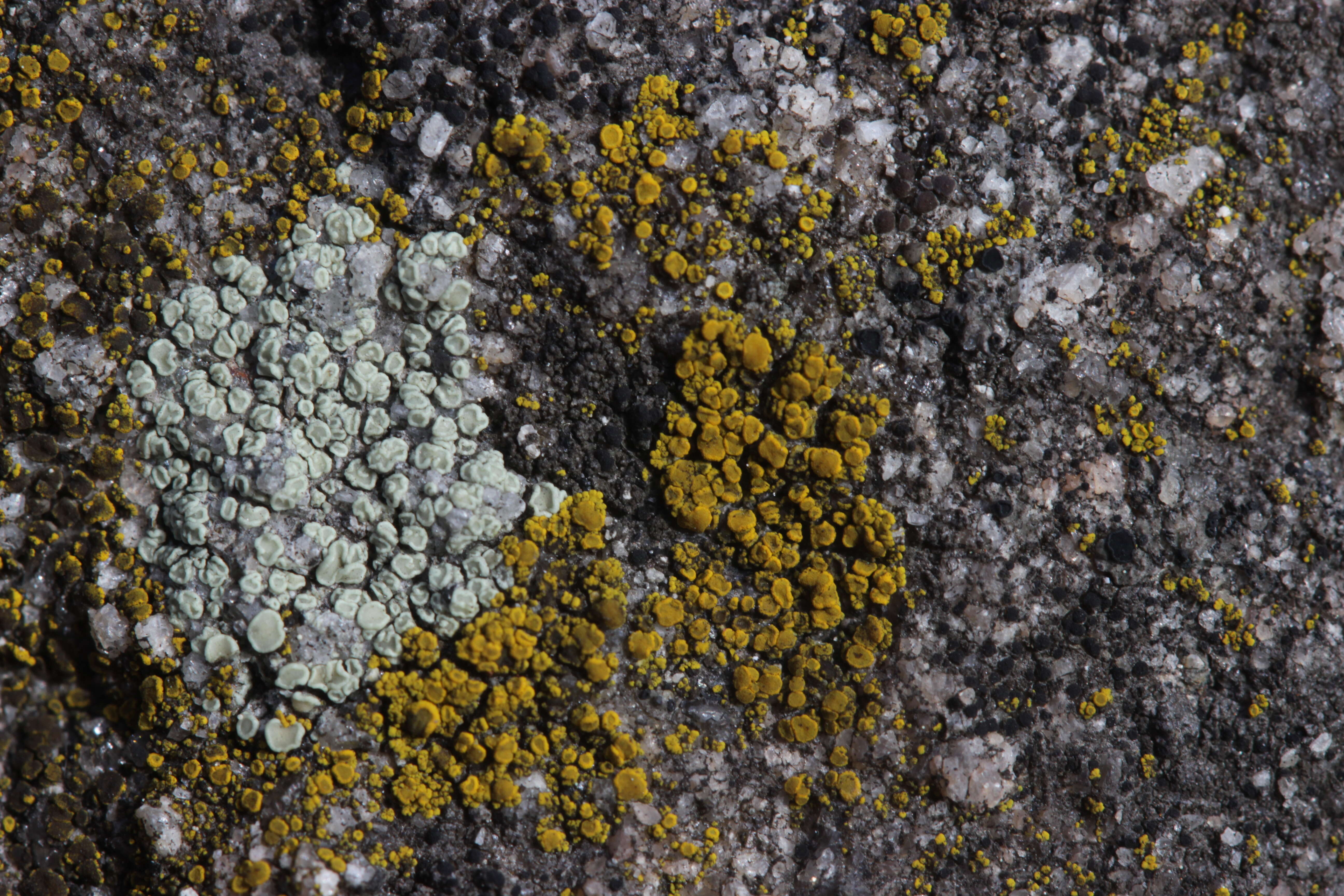 Image of eggyolk lichen