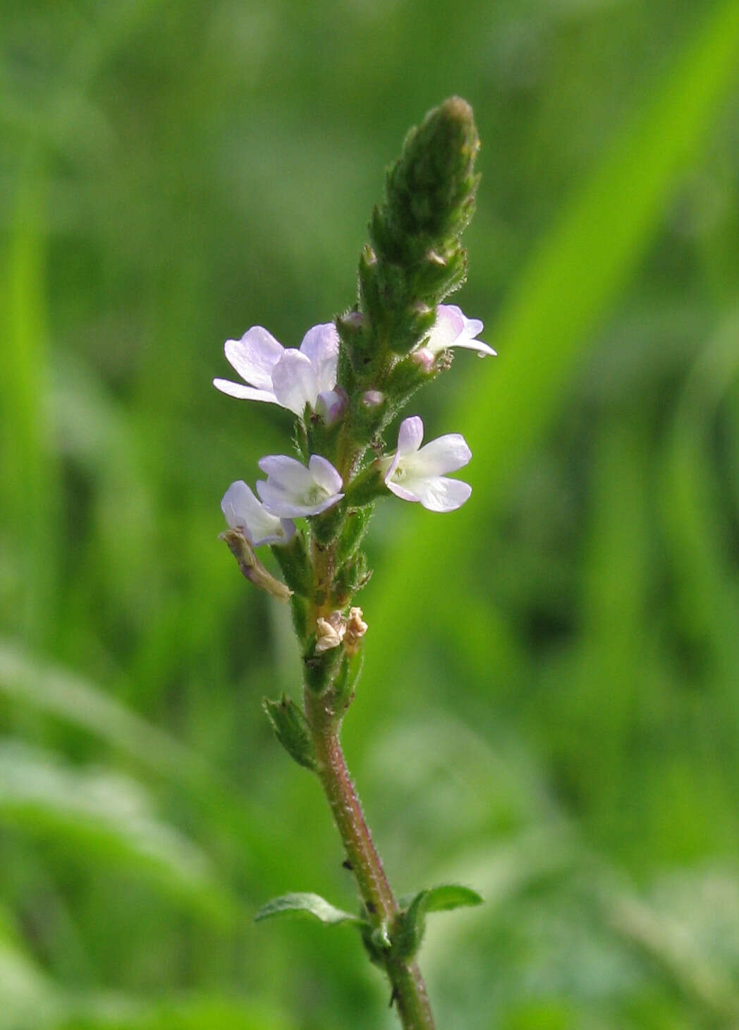 Image of herb of the cross