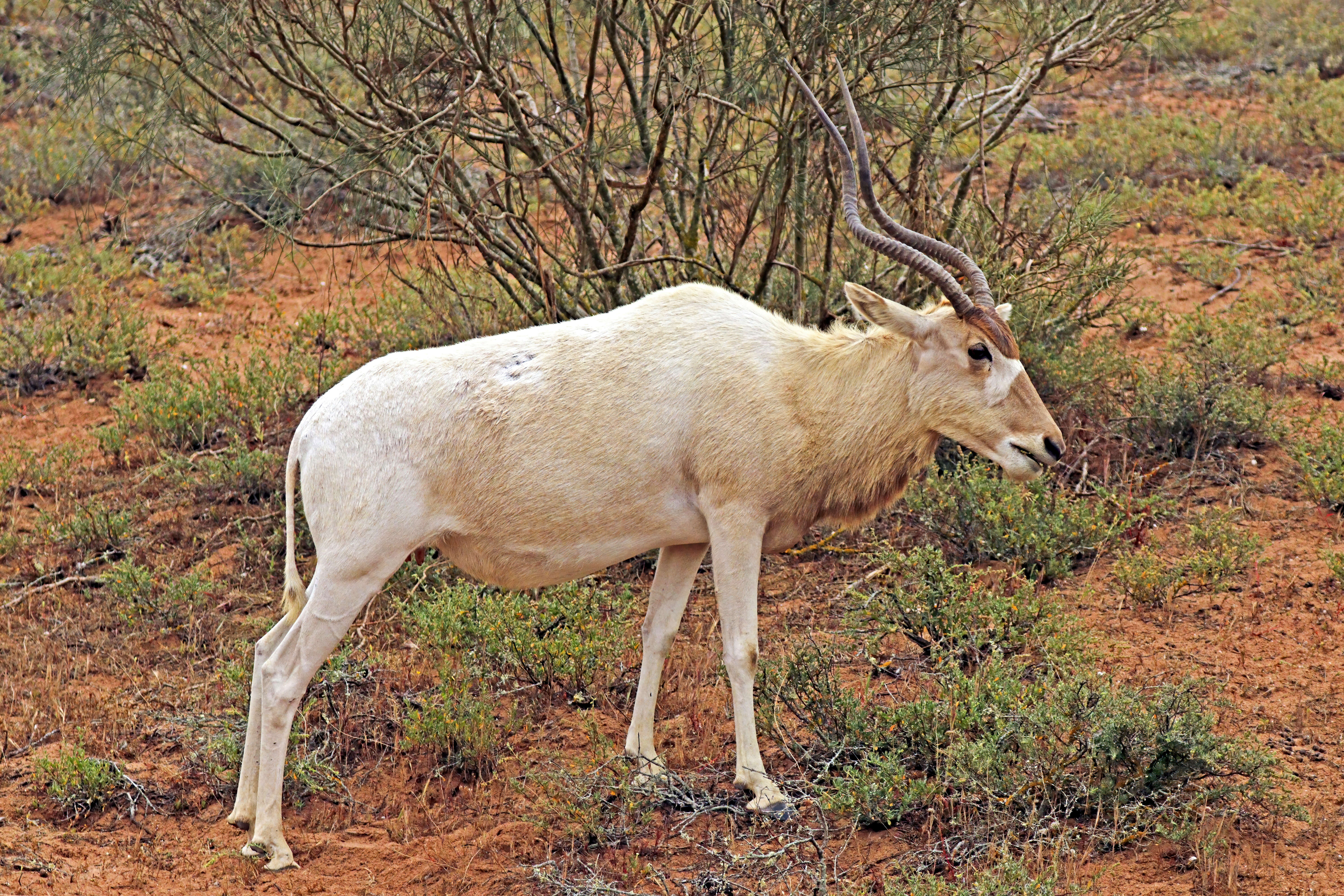 Image of Addax Laurillard 1841