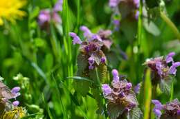 Image of purple archangel