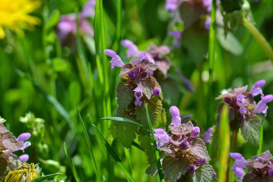 Image of purple archangel