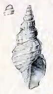 Image of Mangelia olivieriana