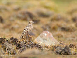 Image of Oriental Skylark