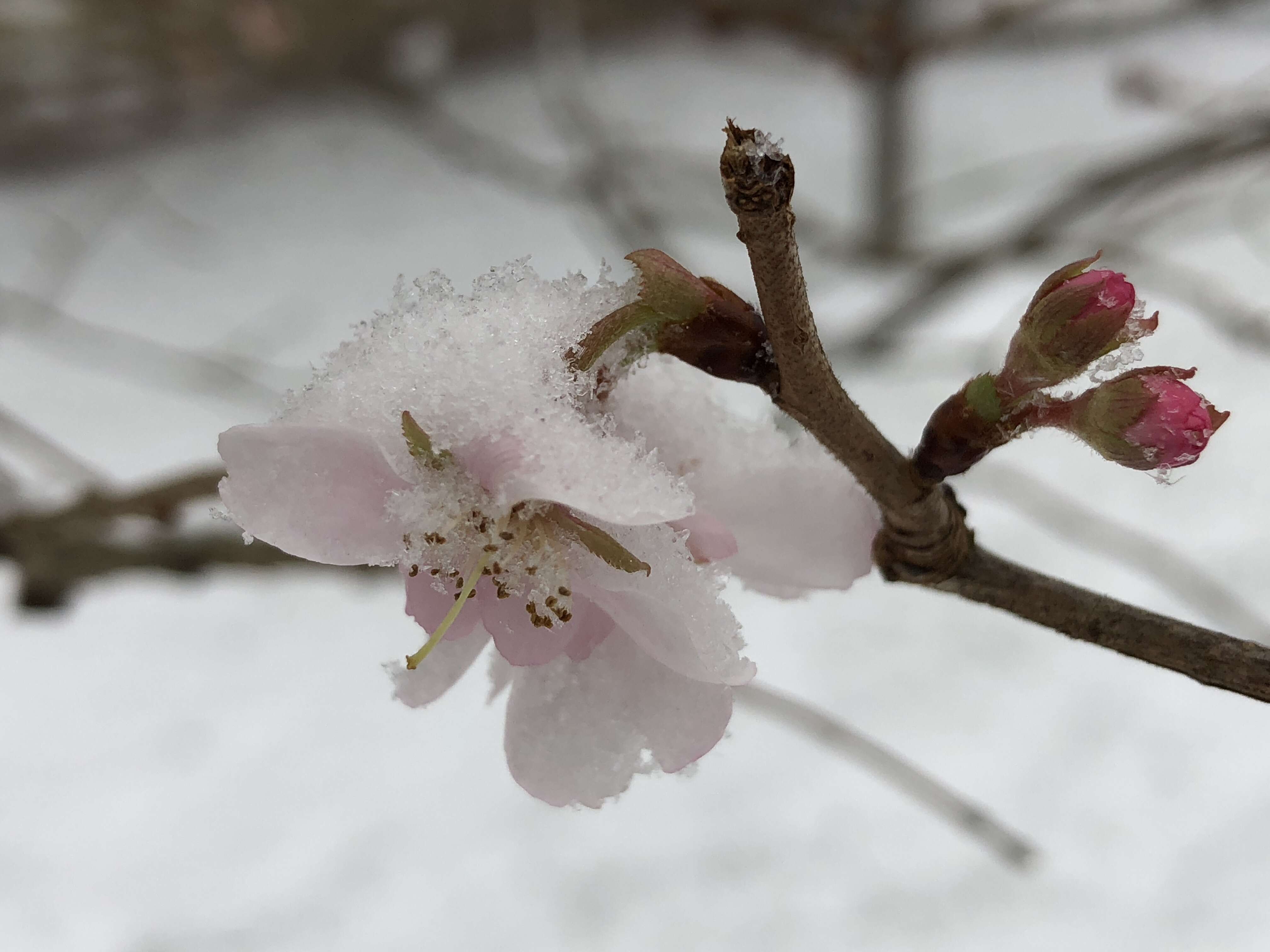 Plancia ëd Prunus subhirtella Miq.