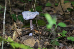 Image of Laccaria amethystina Cooke 1884