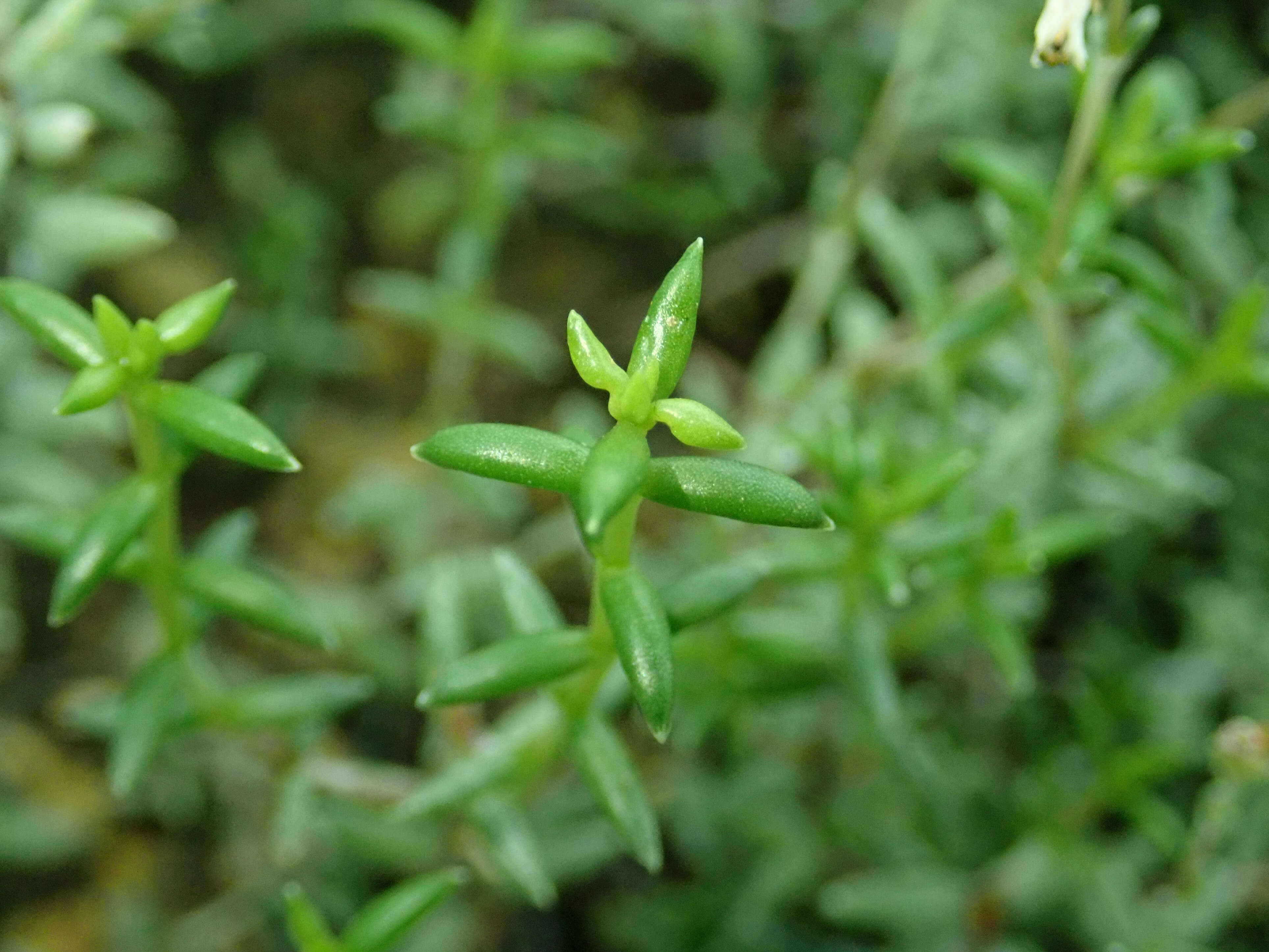 Image of Crassula biplanata Haw.