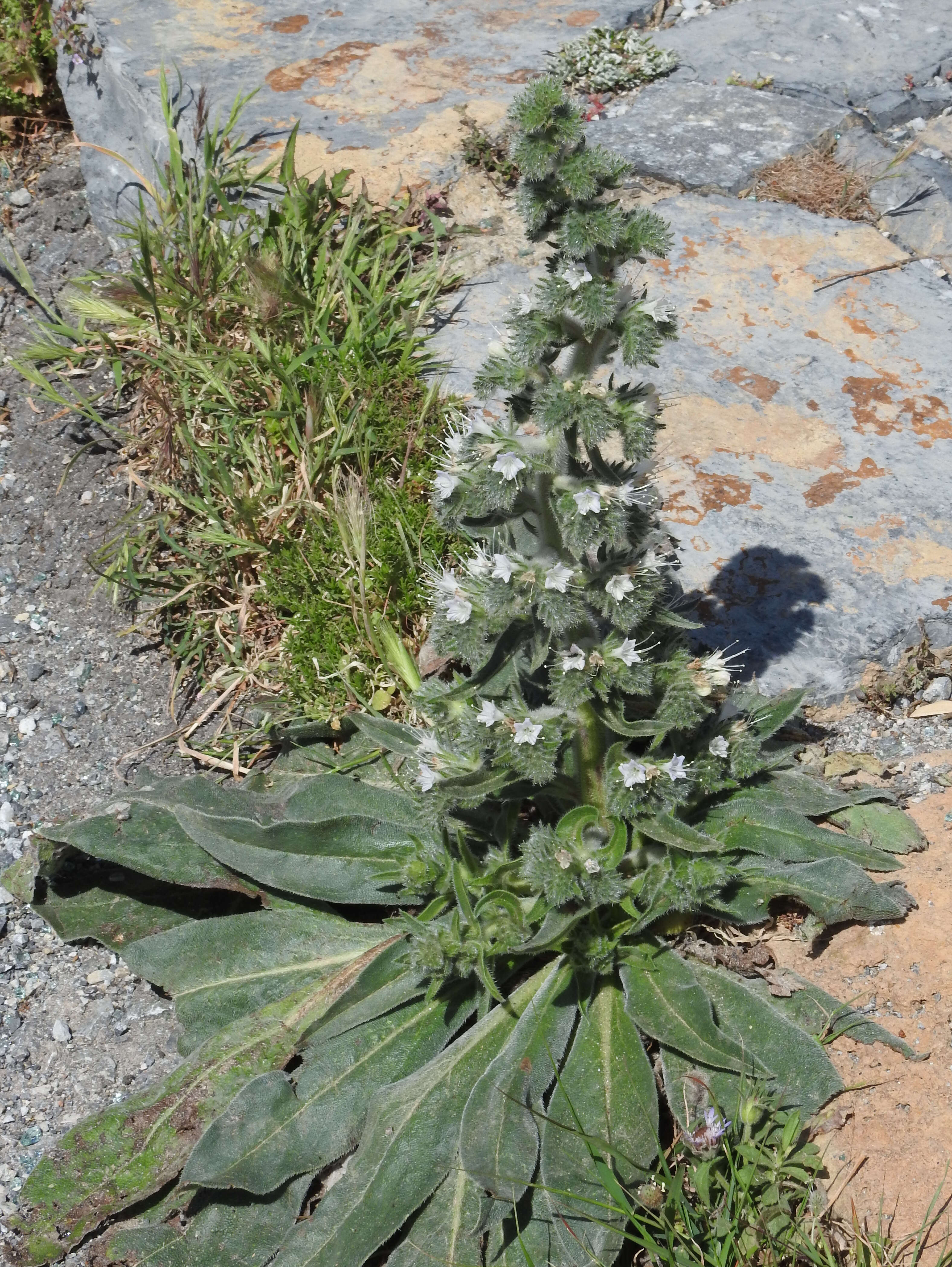 Echium italicum L.的圖片