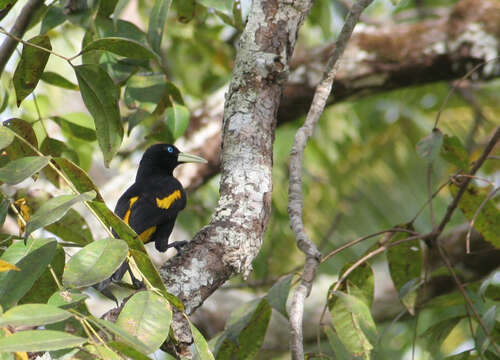 Image of Yellow-rumped Cacique