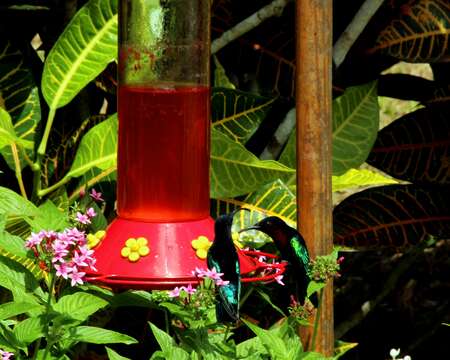 Image of Purple-throated Carib