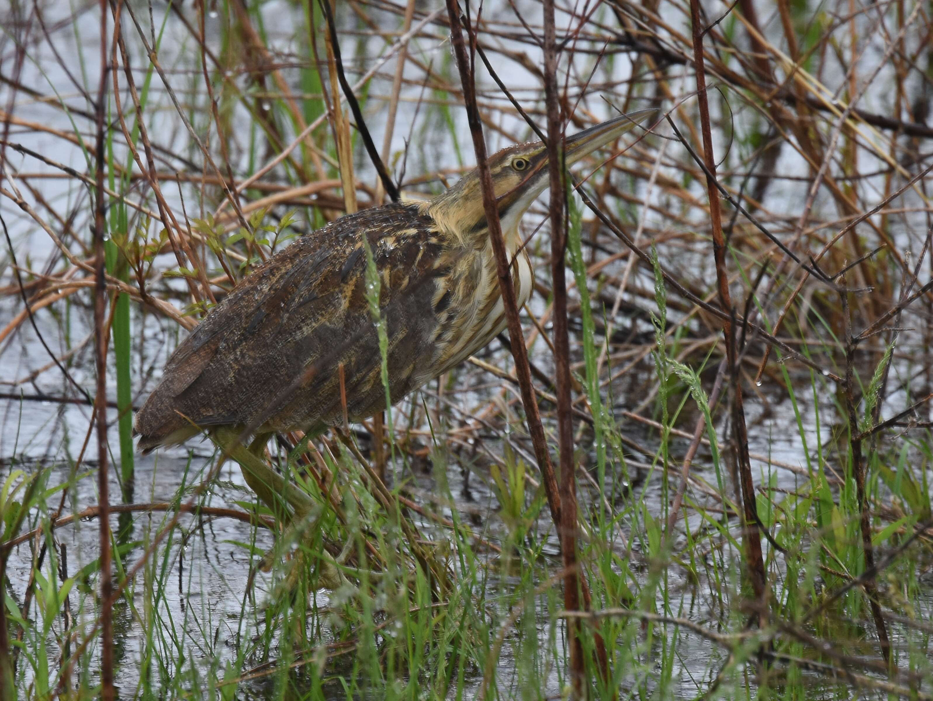 Image of American Bittern