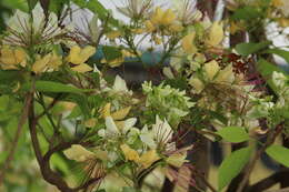 Image of sacred garlic pear