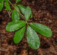 Image of Quercus sideroxyla Bonpl.