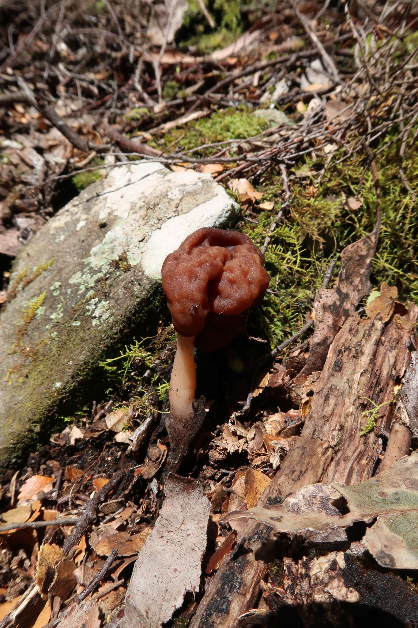 Image of Gyromitra esculenta (Pers.) Fr. 1849