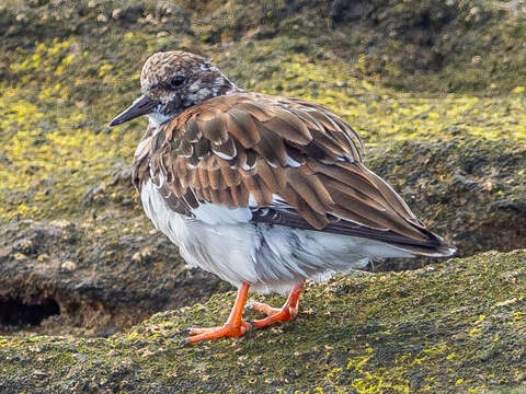 Image of Ruddy Turnstone