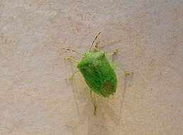 Image of Southern green stink bug