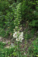 Imagem de Verbascum blattaria L.