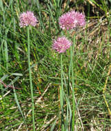 Image of Allium strictum Schrad.