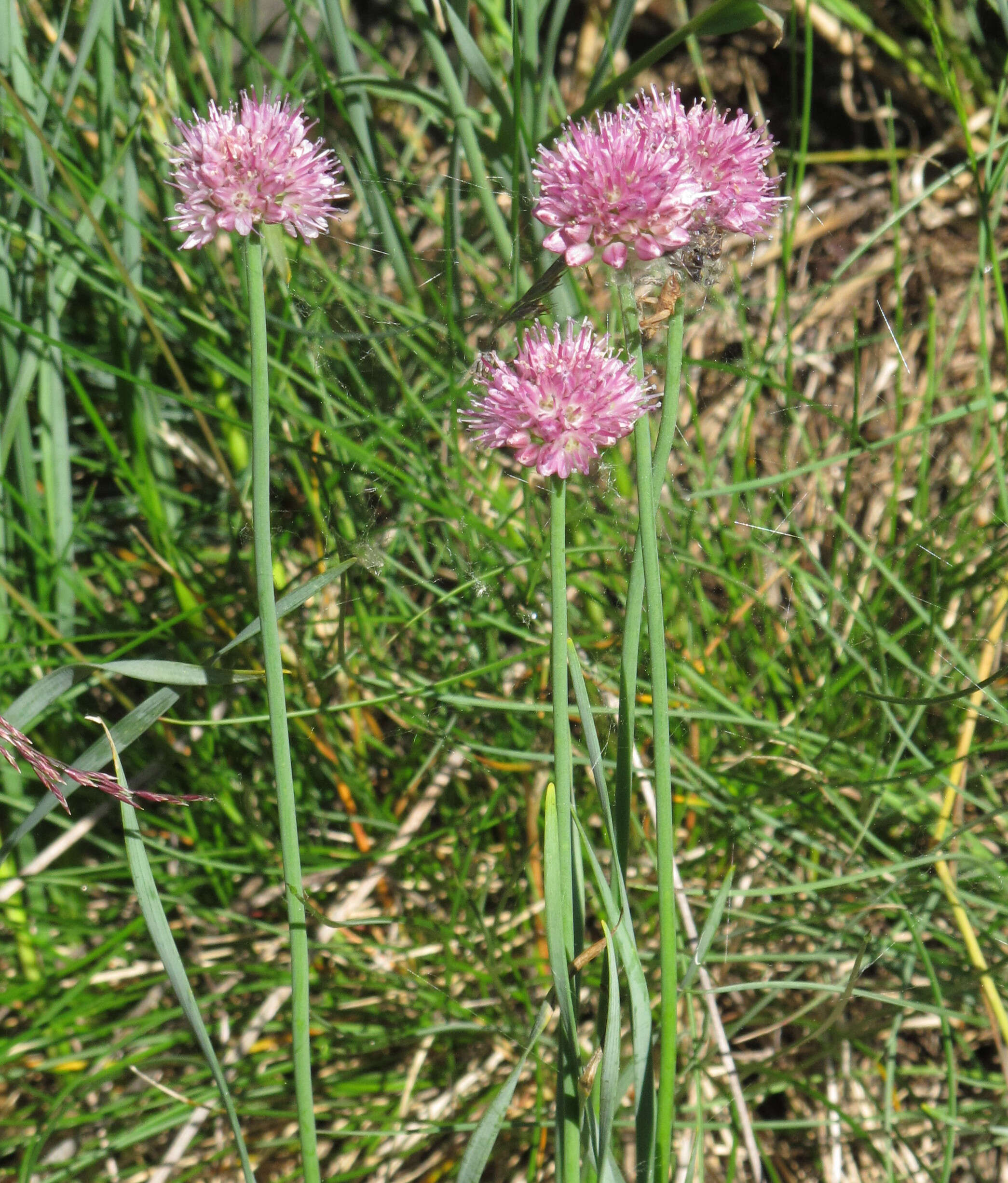 Image of Allium strictum Schrad.