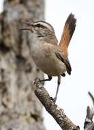 Image of Kalahari Scrub Robin