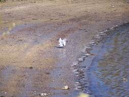 Image of American Herring Gull