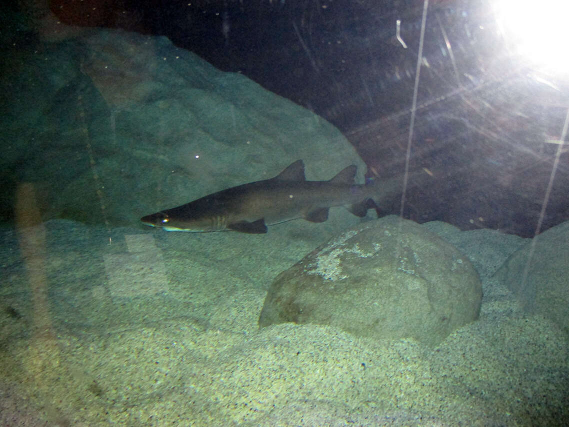 Image of Carcharias