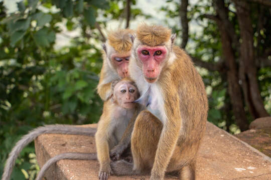 Image of Toque macaque