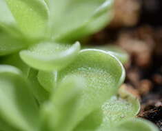 Imagem de Pinguicula esseriana B. Kirchner