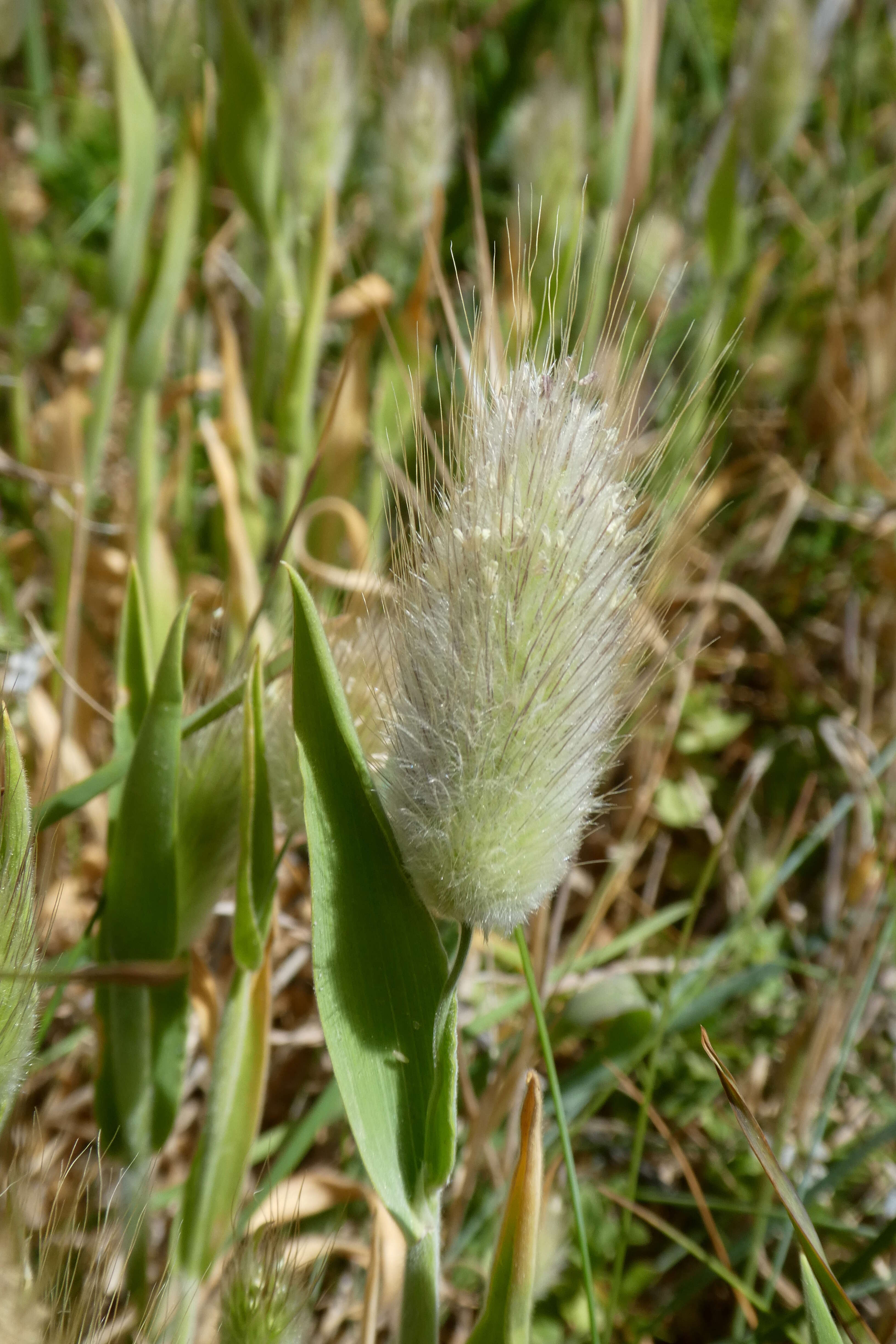 Image of harestail grass