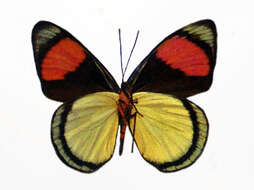 Imagem de Batesia hypochlora Felder 1862