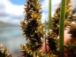 Image of Brown fox sedge