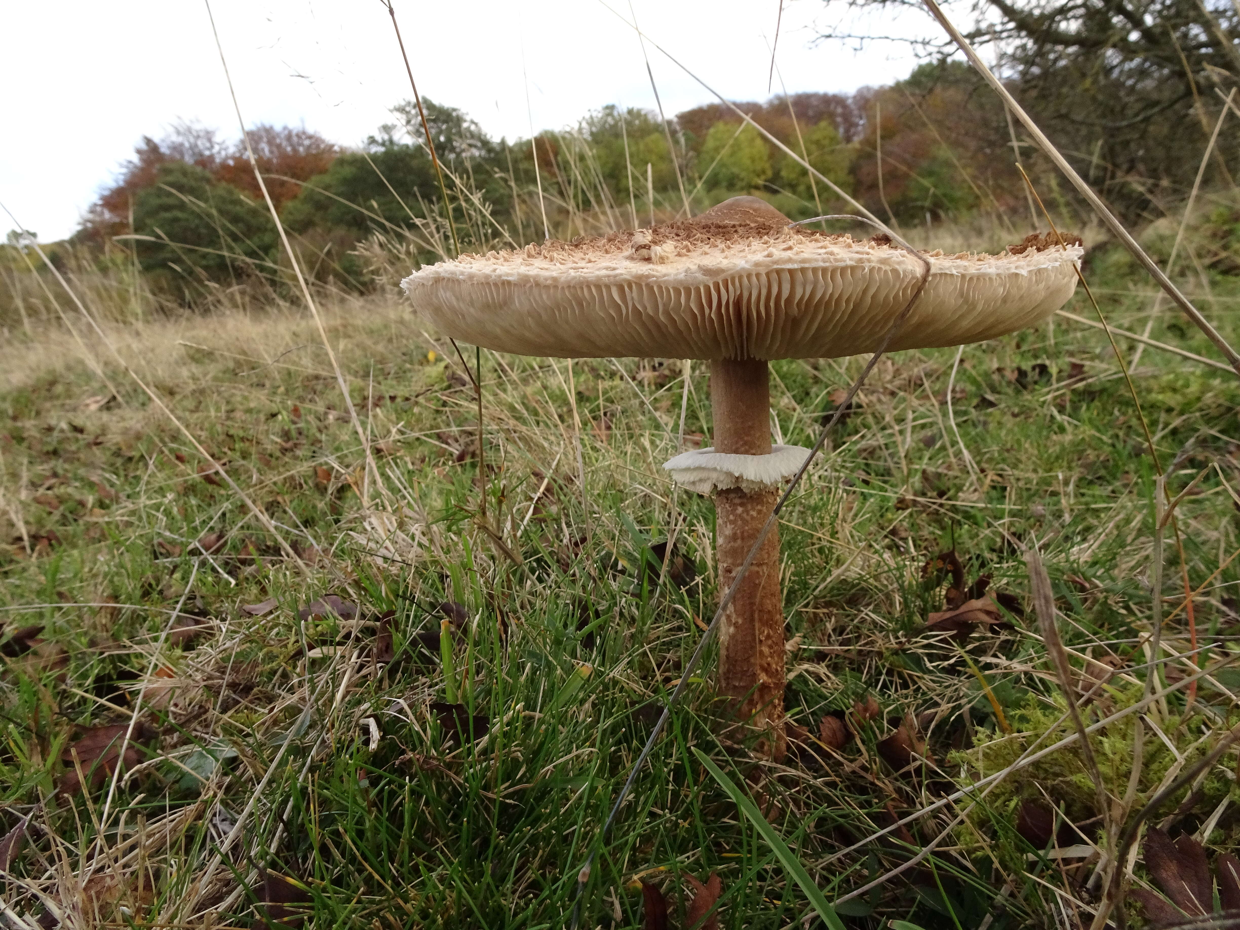 Image of Macrolepiota procera (Scop.) Singer 1948