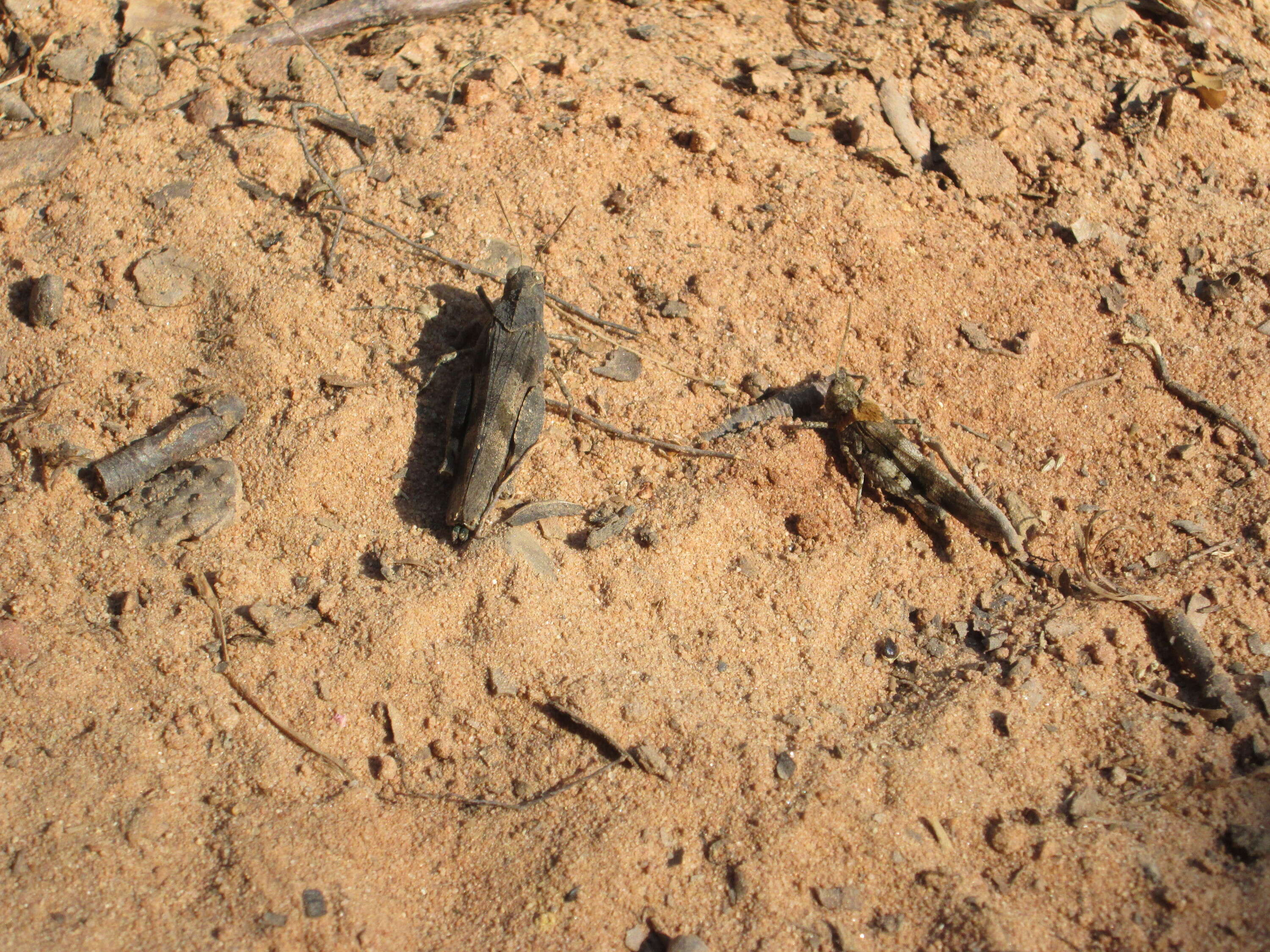 Image of blue-winged grasshopper