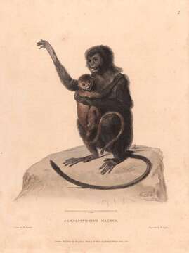 Image of Eastern Ebony Leaf Monkey