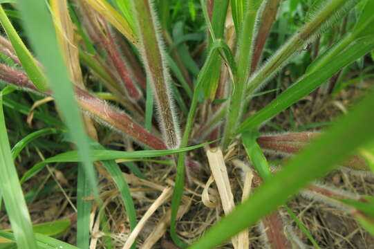 Imagem de Panicum capillare L.