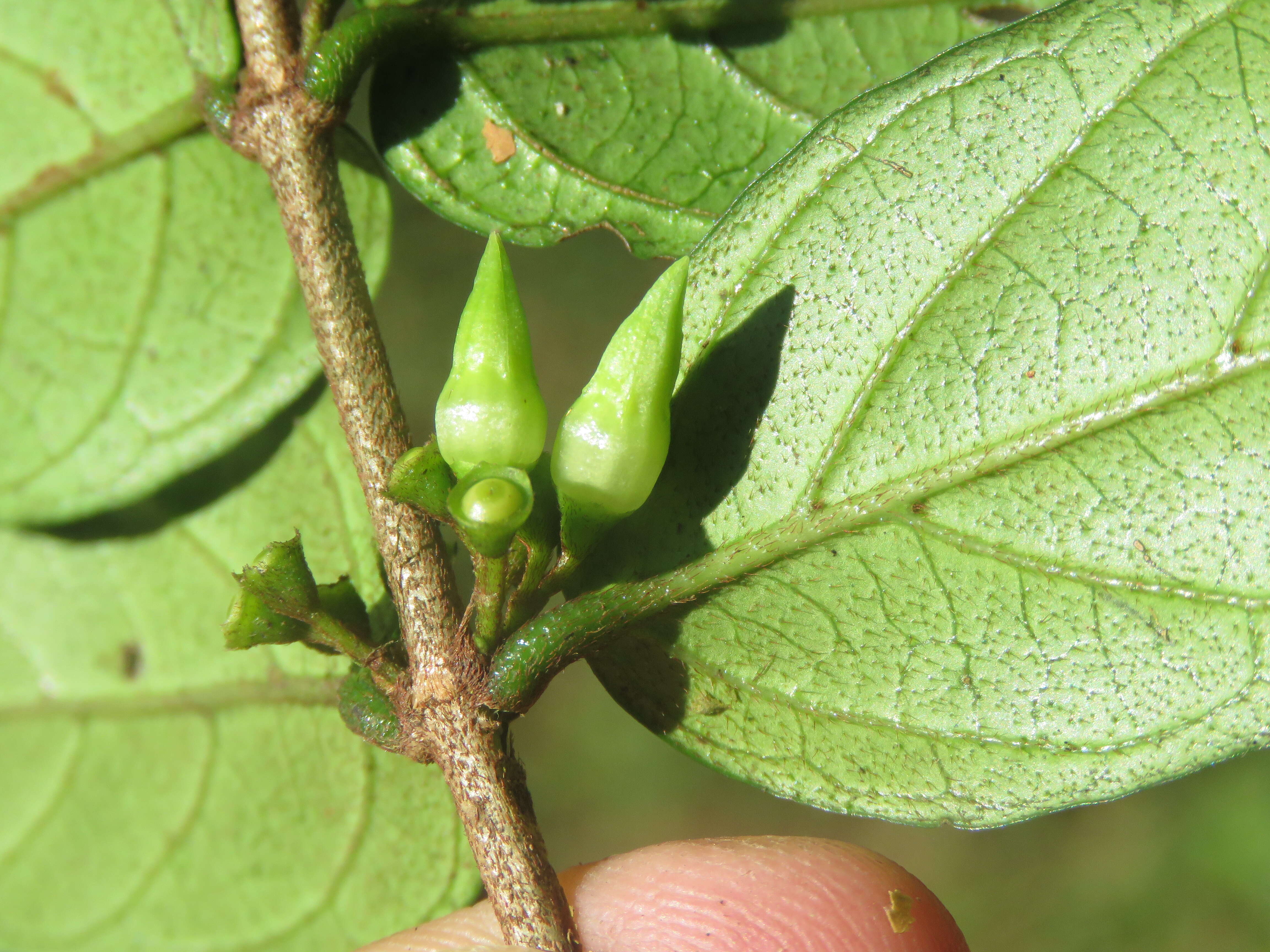 Image of Canthium angustifolium Roxb.