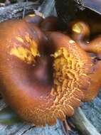 Image of Jack o'Lantern mushroom