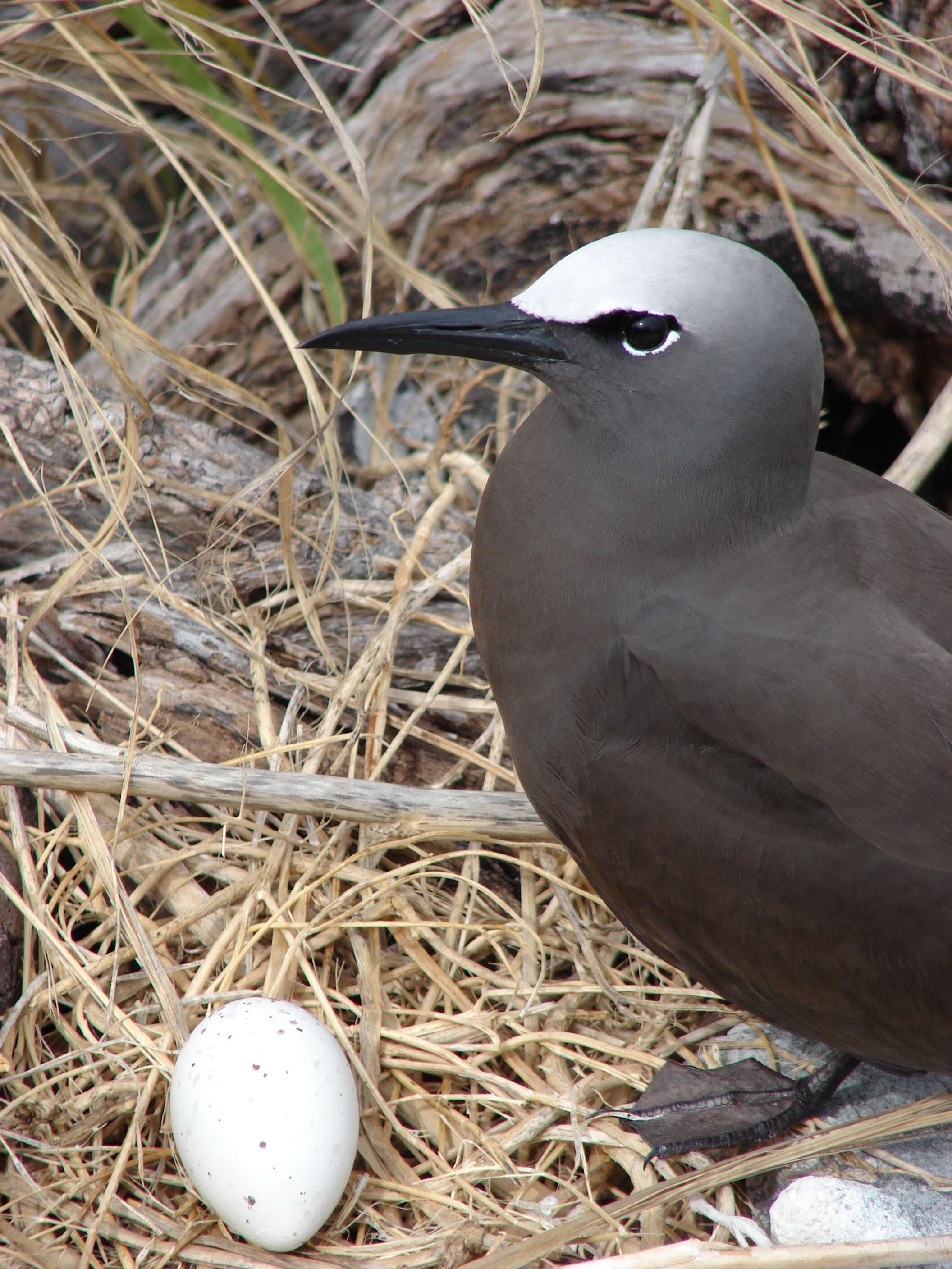 Image of Brown Noddy