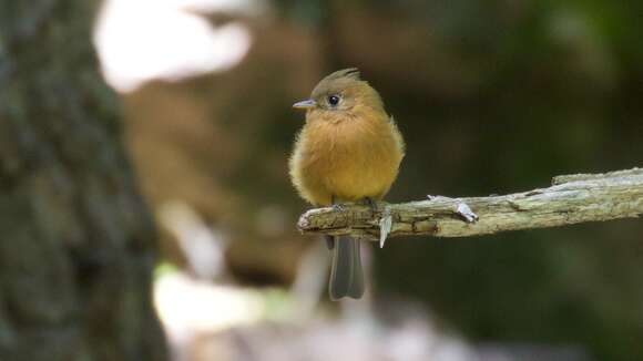 Image of Tufted flycatchers