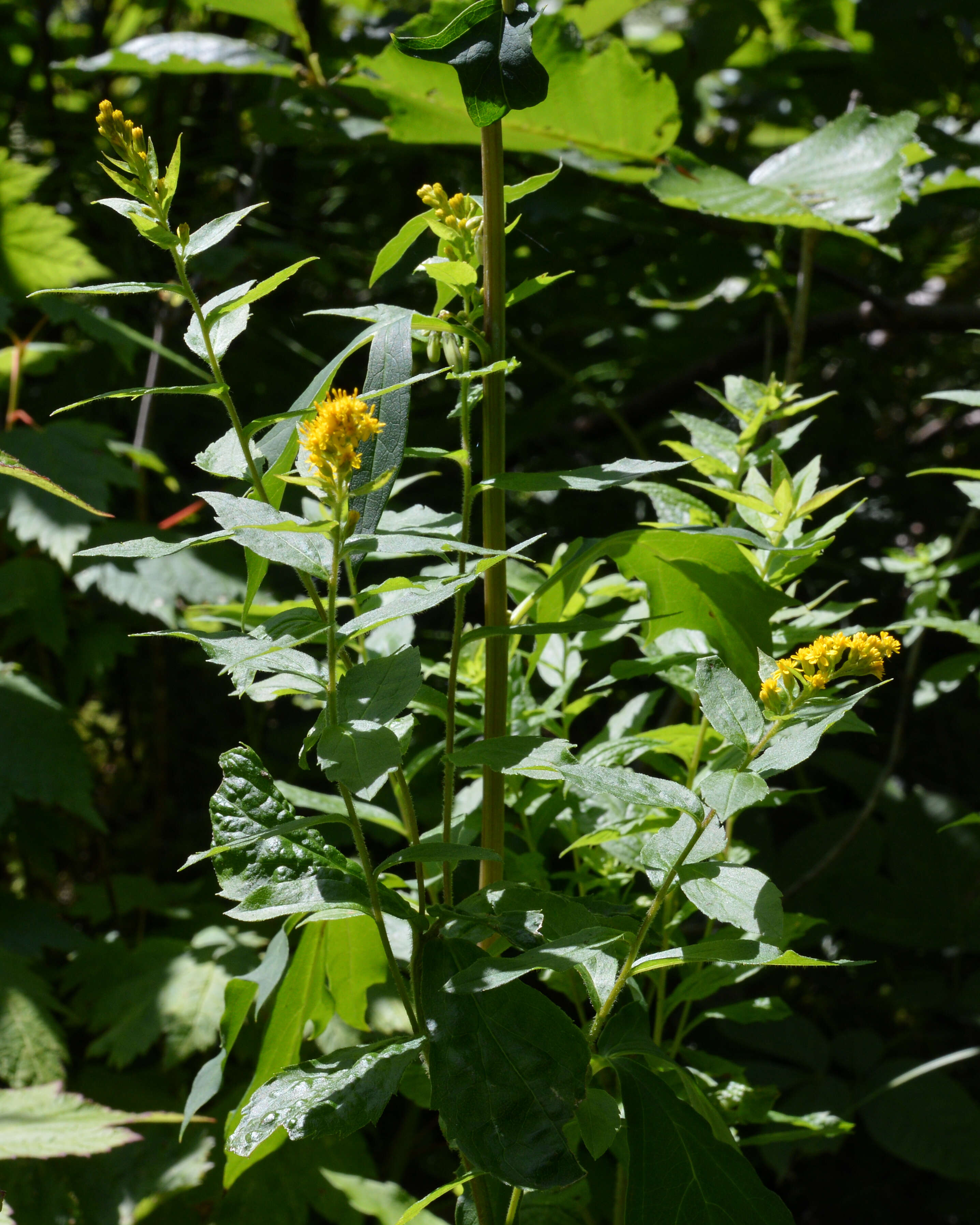 Image of wrinkleleaf goldenrod