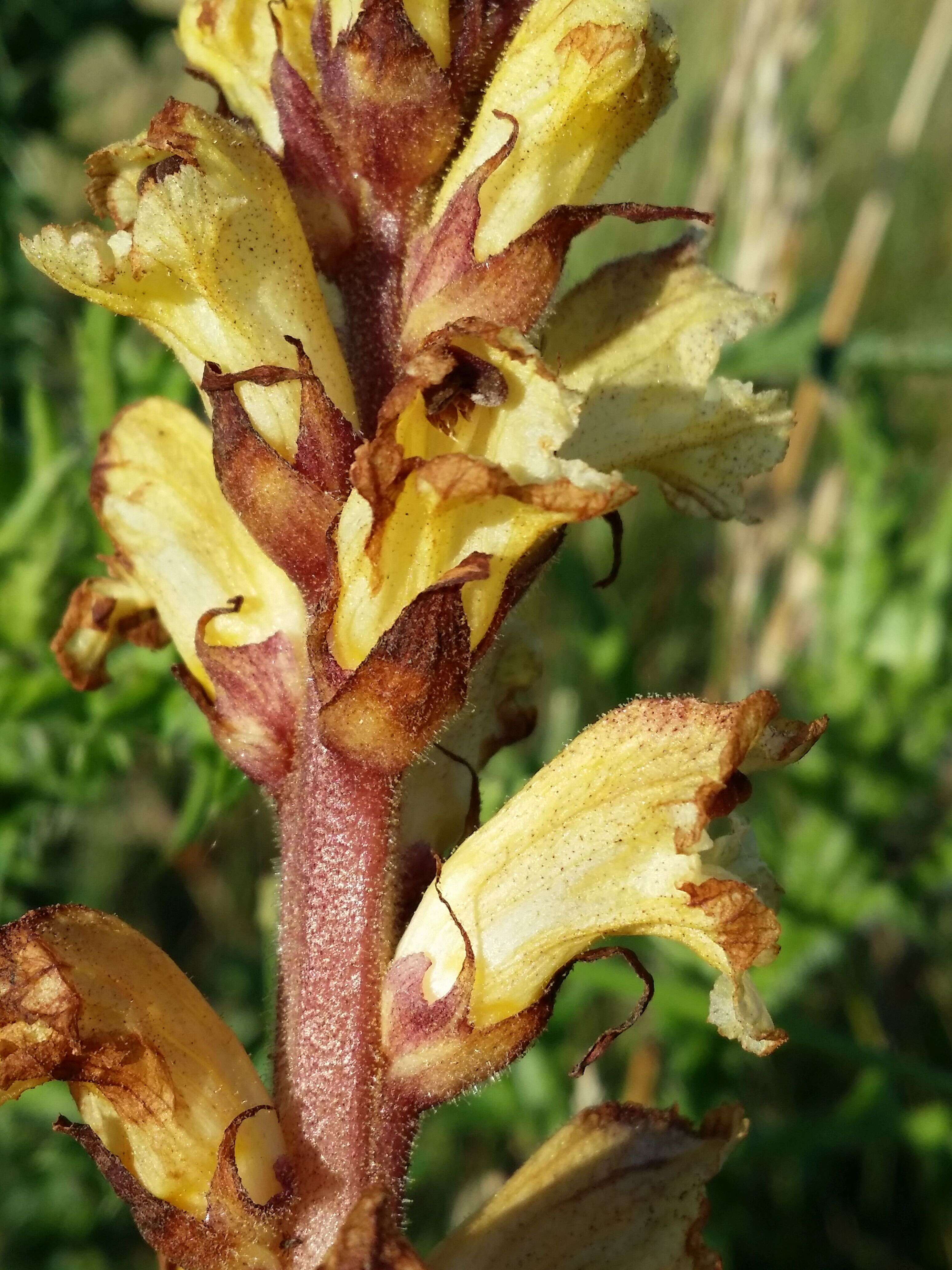 Imagem de Orobanche reticulata Wallr.