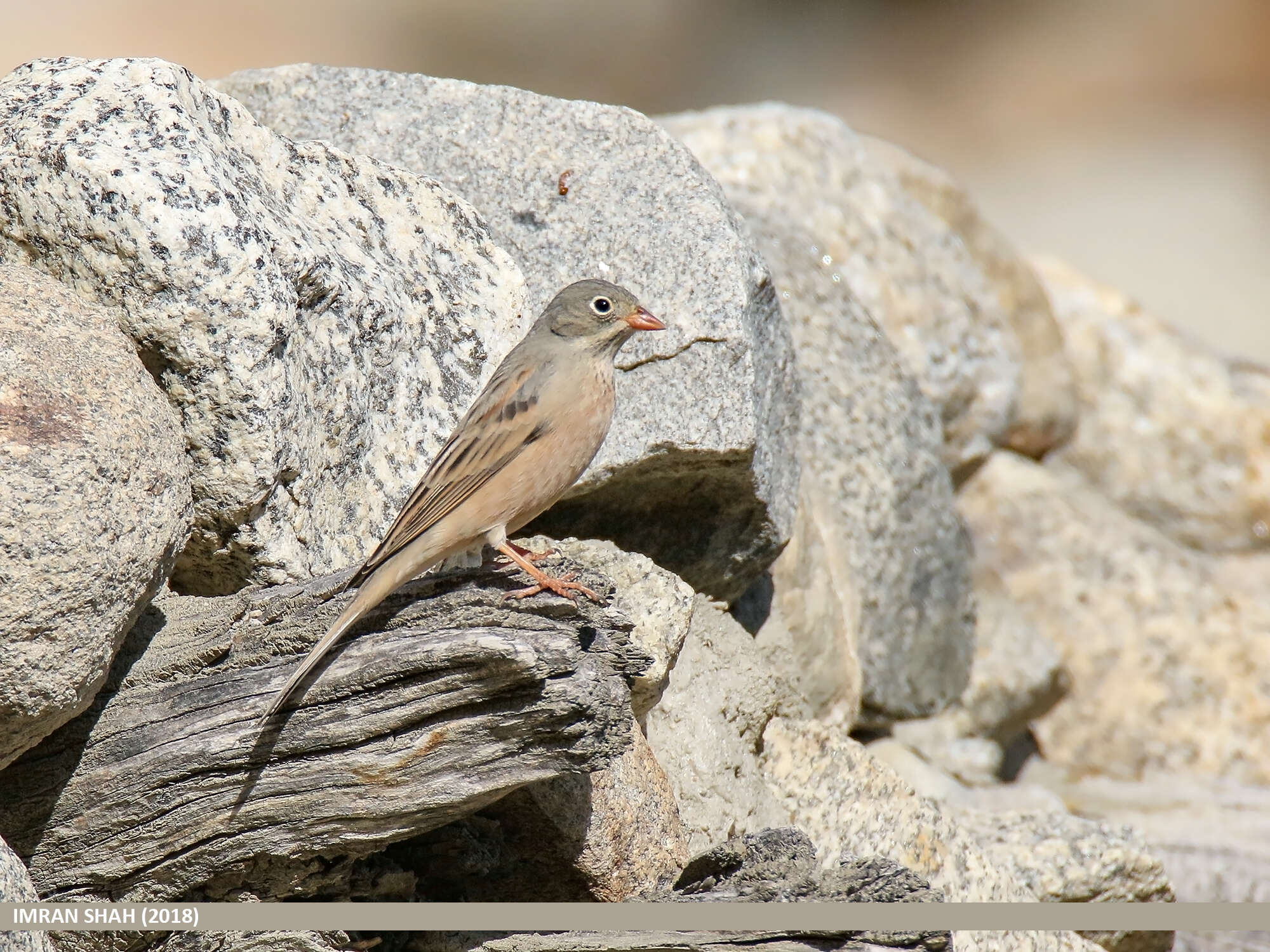 Image of Grey-necked Bunting