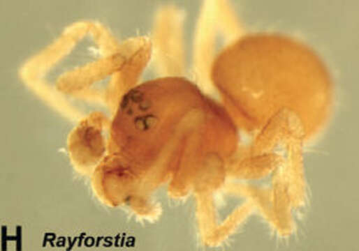 Image of Rayforstia