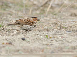 Image de Bruant nain