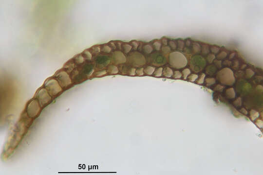 Image of longleaf paraleucobryum moss