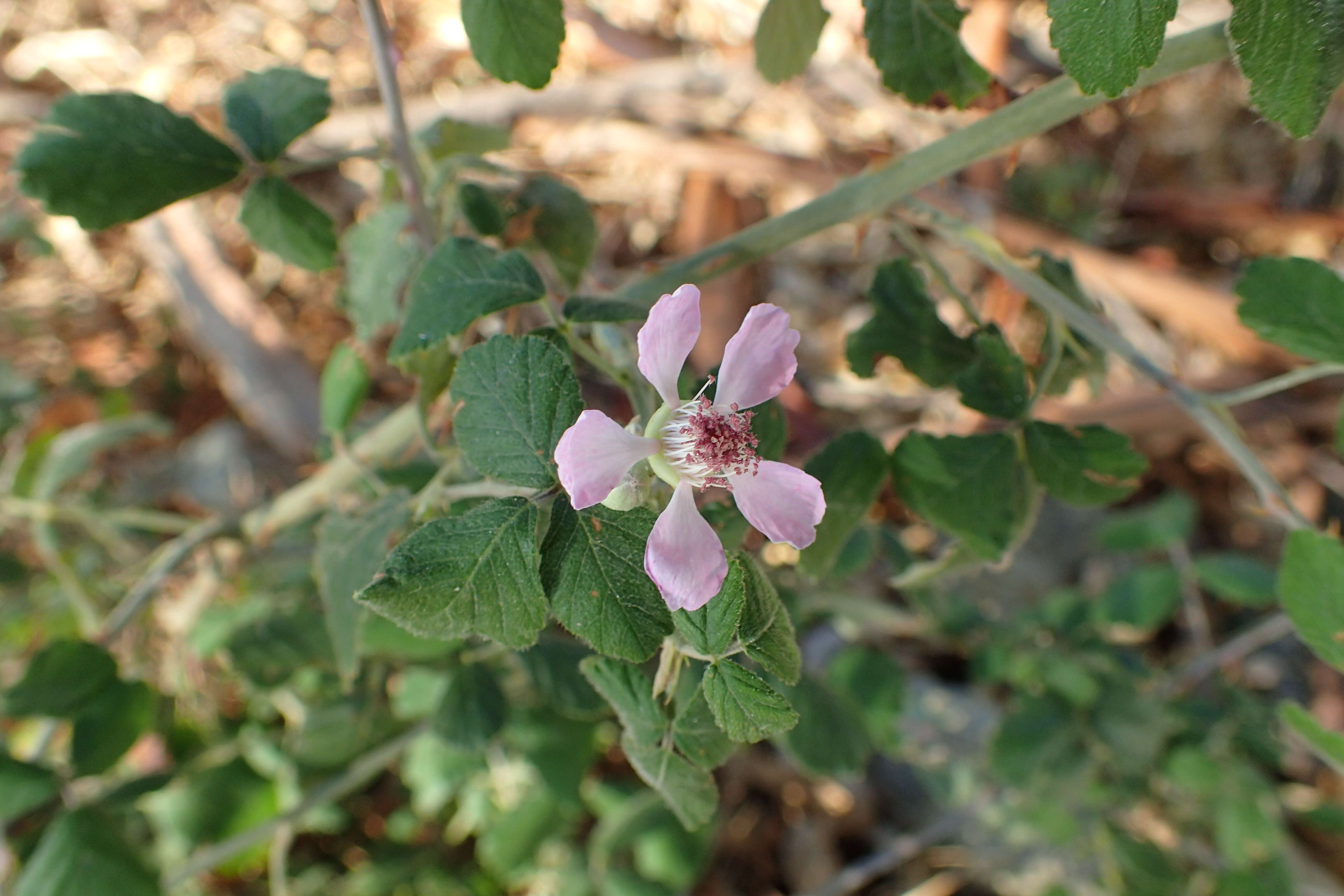 Image of holy bramble