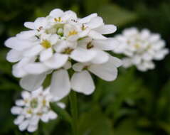 Plancia ëd Iberis sempervirens L.